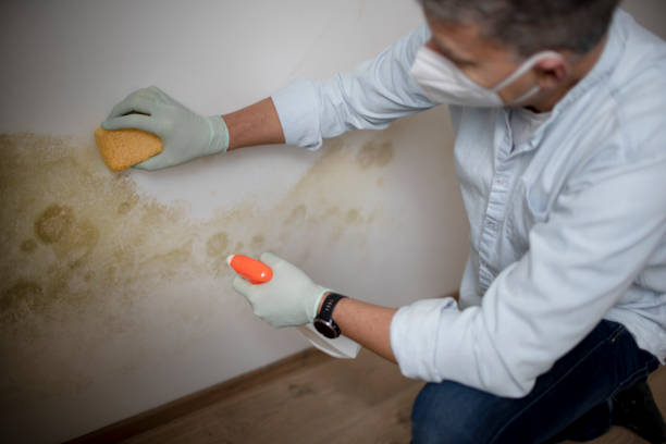 Mold Removal and Inspection in Effingham, IL