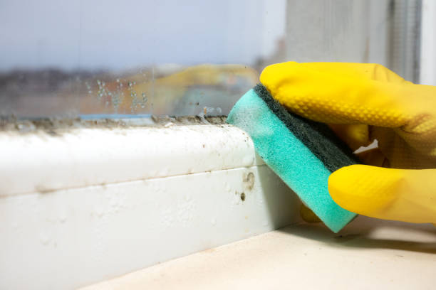 Best Fast Mold Removal  in Effingham, IL